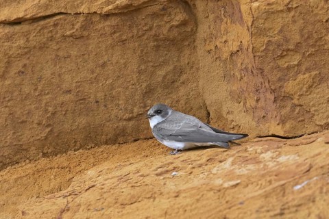 European sand martin