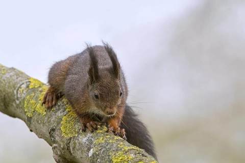 Eurasian red squirrel