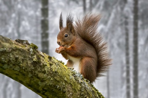 Eurasian red squirrel