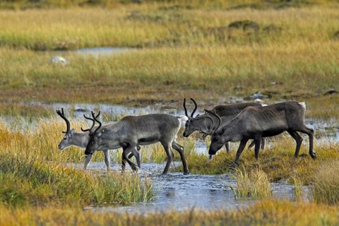 Reindeer