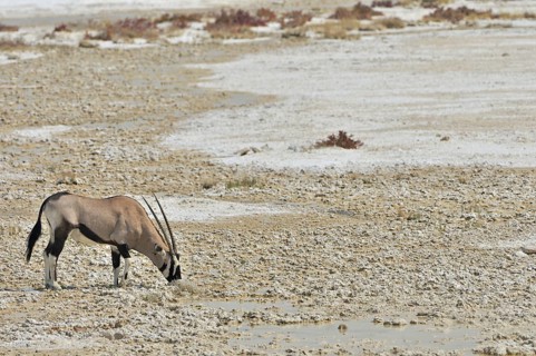 Gemsbok