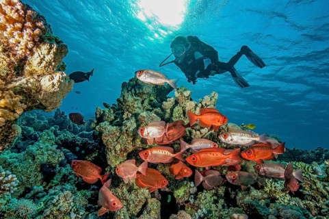 Backlight shot underwater of diver looking at small shoal small group of common bigeye