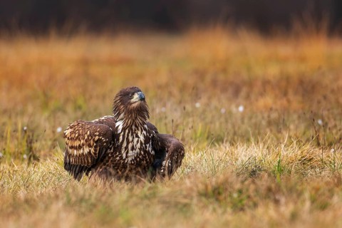 White-tailed eagle