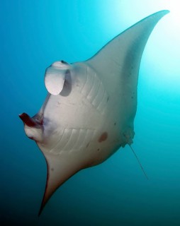 Backlight image of underside of giant manta ray