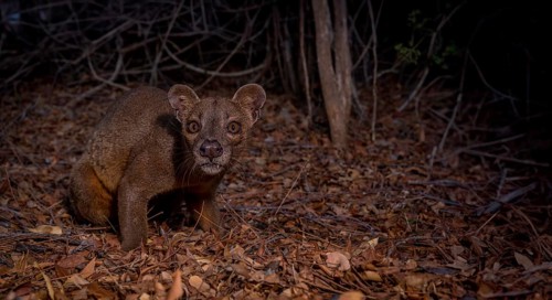 Fossa