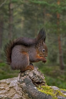 Cute Eurasian red squirrel