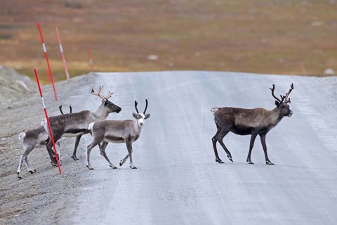 Reindeer