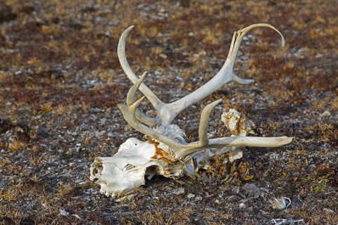 Svalbard reindeer