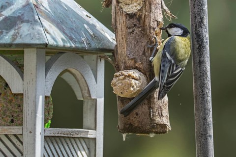 Great tit
