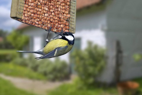 Great tit