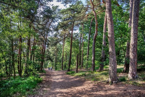 Hiking trail by the forest lake