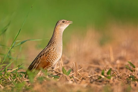 Corn crake