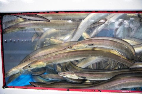 Japanese eels