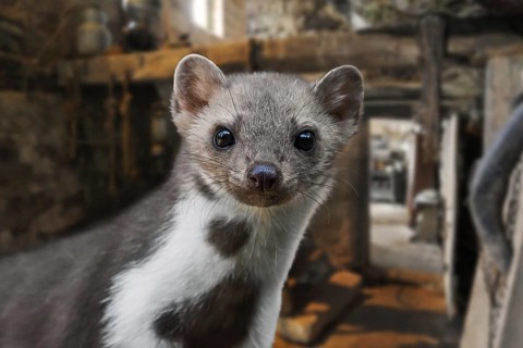 Close-up portrait of beech marten