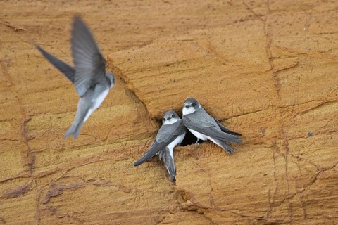 Three sand martins