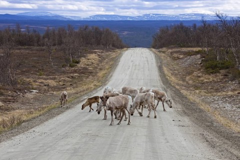 Herd of domesticated reindeer