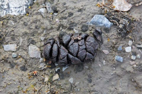 Close-up of fresh droppings from Svalbard reindeer