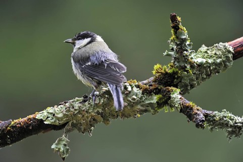 Great Tit