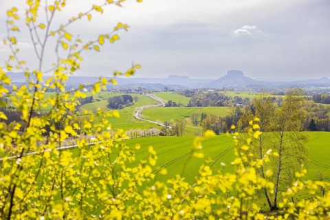 Cherry avenue on the Adamsberg with a view of the Koenigstein Fortress and the Lilienstein
