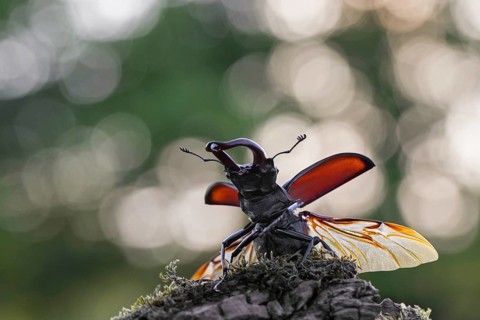 European stag beetle