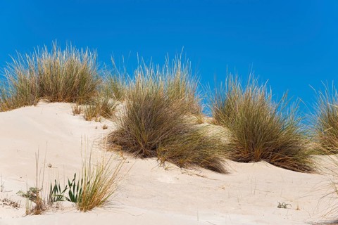 Dunes at Simos Beach