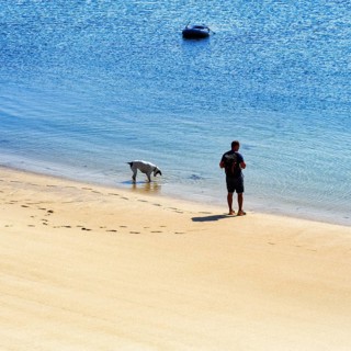 Dog walker on sandy beach