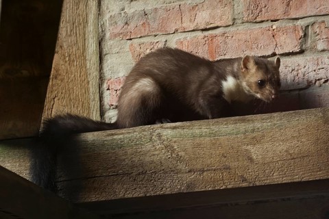 Beech marten