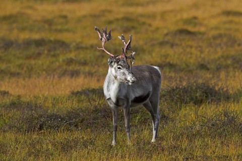 Reindeer