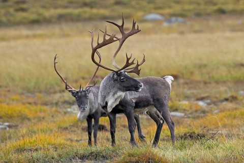 Two reindeer