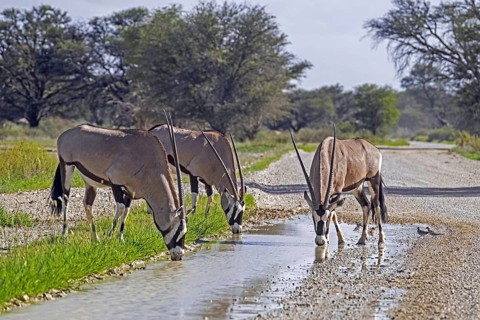 Three gemsbok