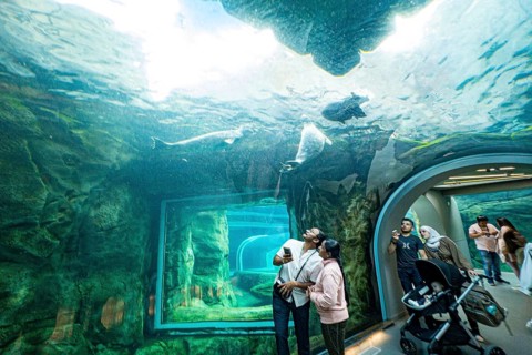 Arctic seals in the A Journey to Churchill exhibit at Assiniboine Zoo