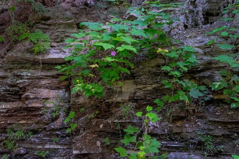 Letchworth State Park
