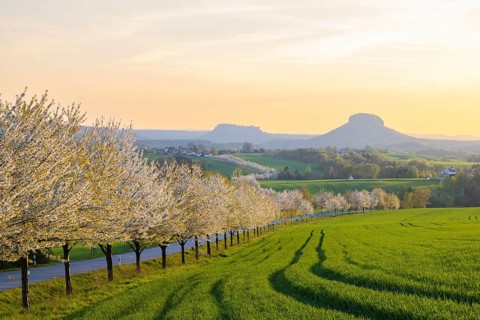 Cherry avenue on the Adamsberg with a view of the Koenigstein Fortress and the Lilienstein