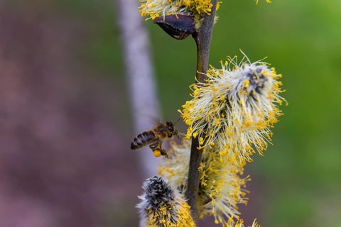 Bees gather nectar on willow catkins in the first warm rays of sunshine