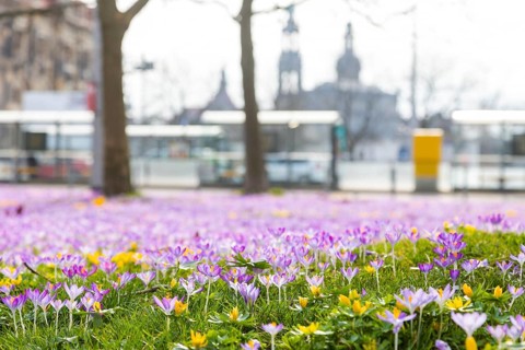 Thousands of crocuses and winter roses are in bloom around the Golden Rider at Neustaedter Markt and are a popular photo motif