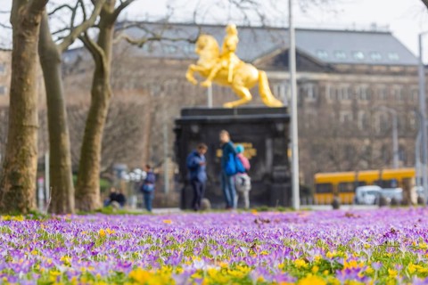 Thousands of crocuses and winter roses are in bloom around the Golden Rider at Neustaedter Markt and are a popular photo motif