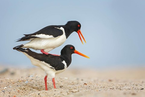 Eurasian oystercatcher