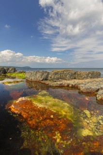 Alga in tide pool