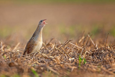 Corn crake