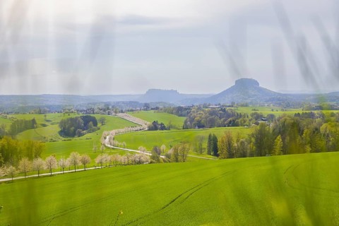 Cherry avenue on the Adamsberg with a view of the Koenigstein Fortress and the Lilienstein