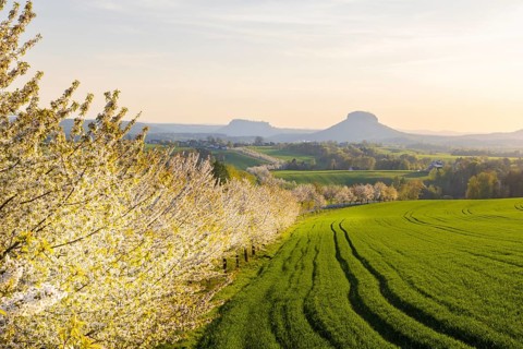Cherry avenue on the Adamsberg with a view of the Koenigstein Fortress and the Lilienstein