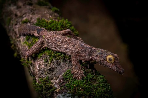 Blkatt-tailed gecko