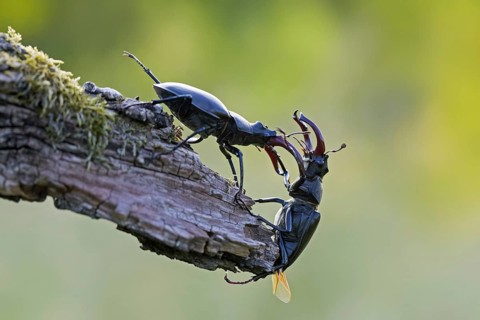 Two European stag beetle