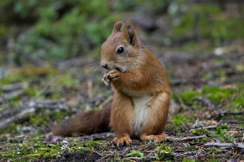 Eurasian red squirrel