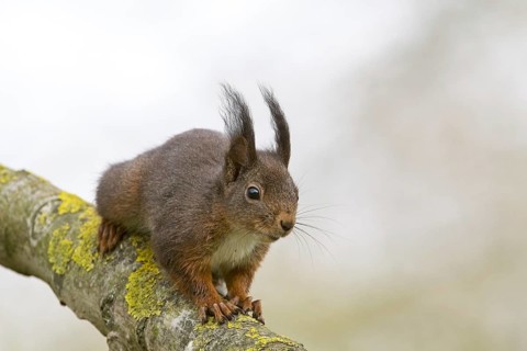 Eurasian red squirrel