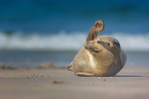 Harbor seal