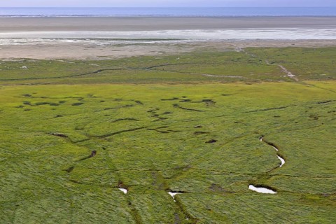 Aerial view over salt marsh