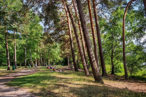 Hiking trail by the forest lake