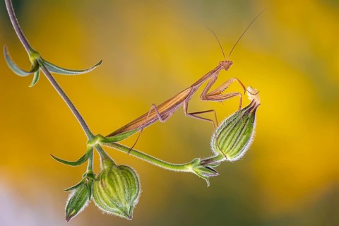 European mantis