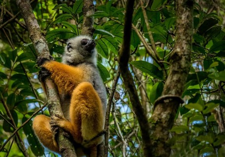 Diademed sifaka